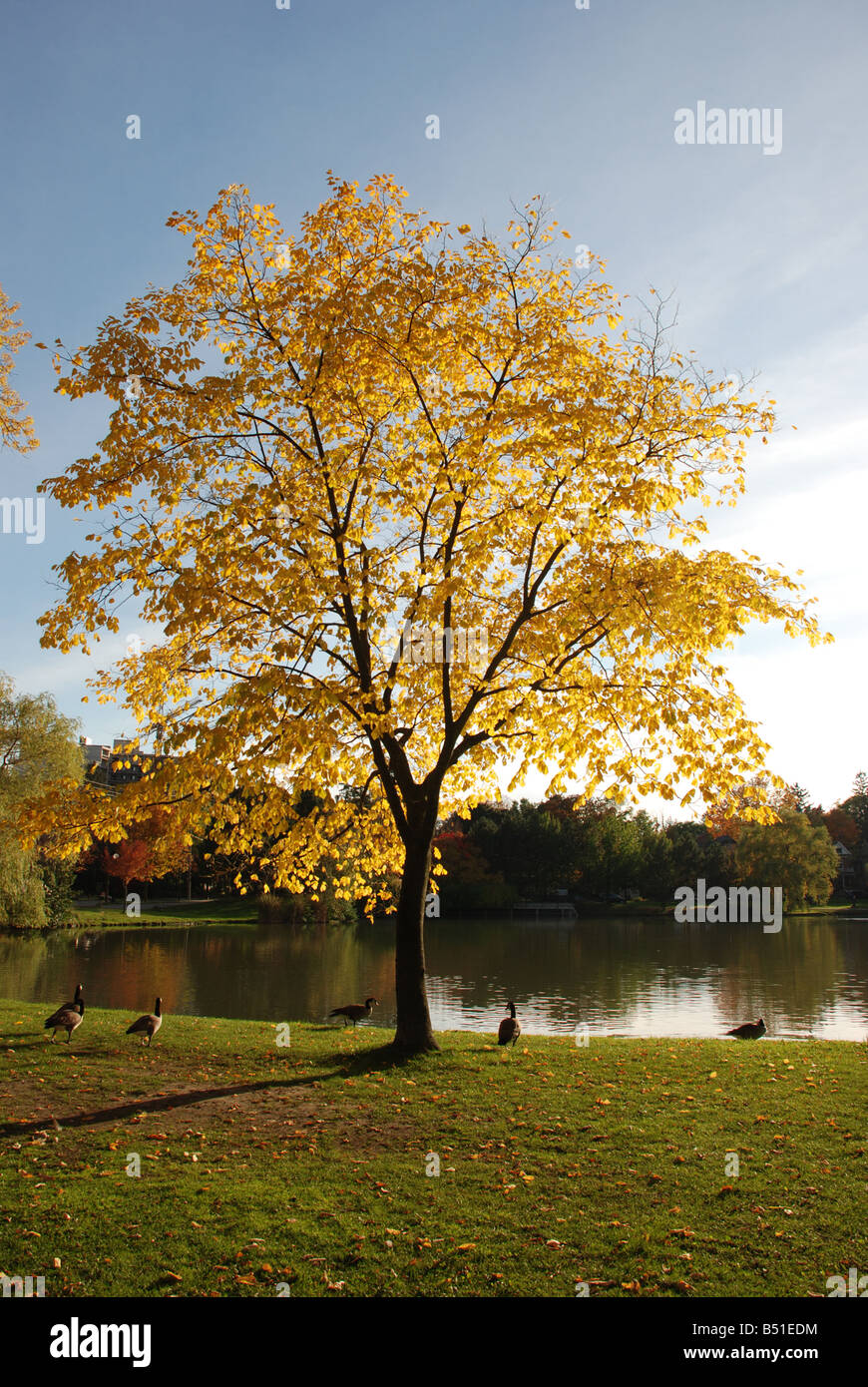 Albero giallo dal lago o stagno Foto Stock