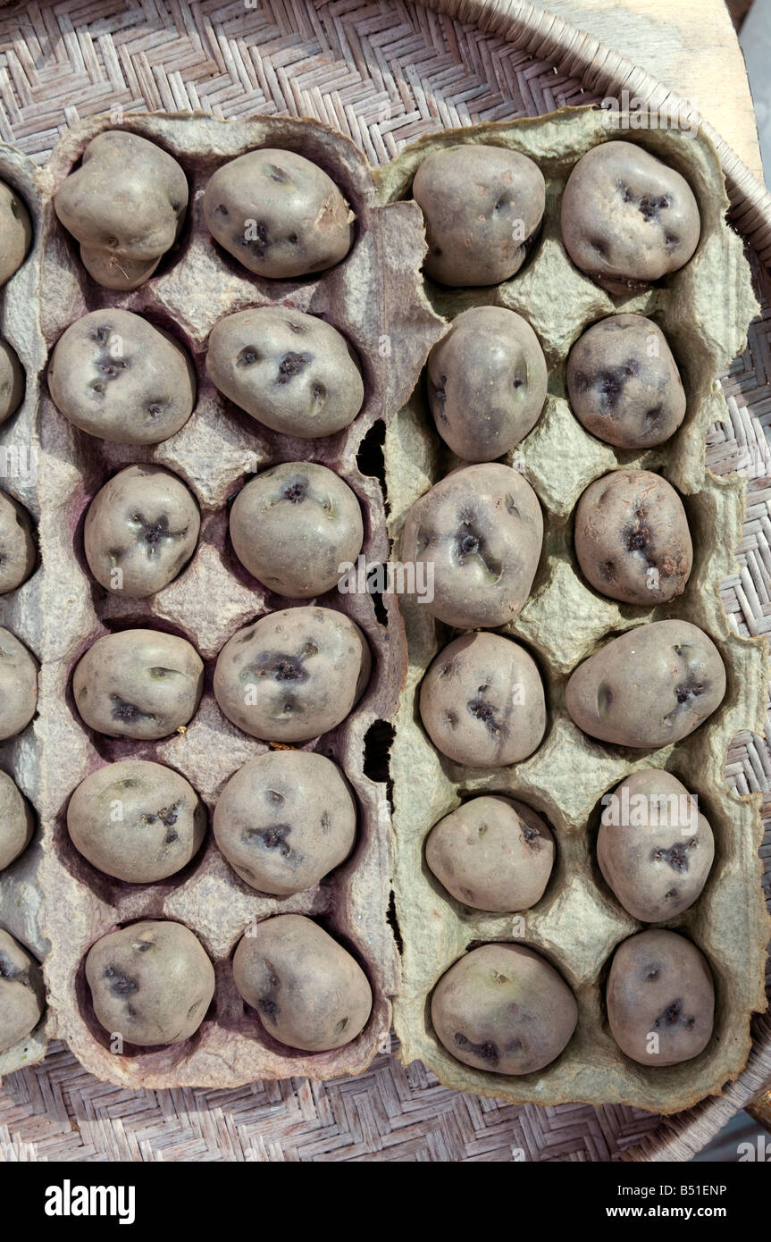 Tuberi seme di patate essendo chitted prima di piantare usando un uovo in cartone per mantenere le separate Foto Stock