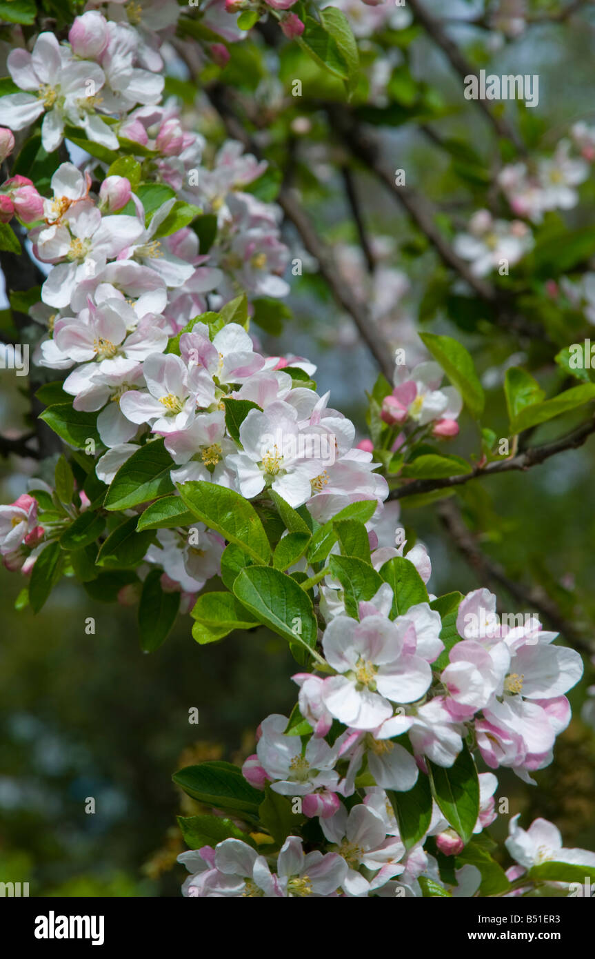 Apple Blossom in primavera Foto Stock