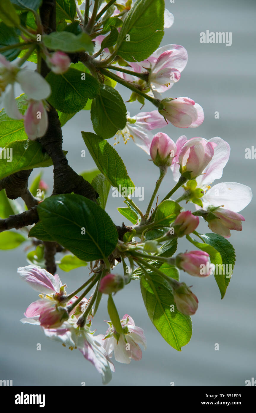 Apple Blossom in primavera Foto Stock