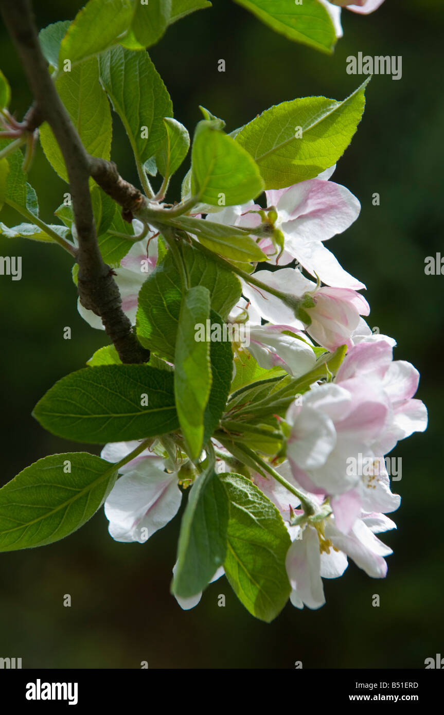 Apple Blossom in primavera Foto Stock
