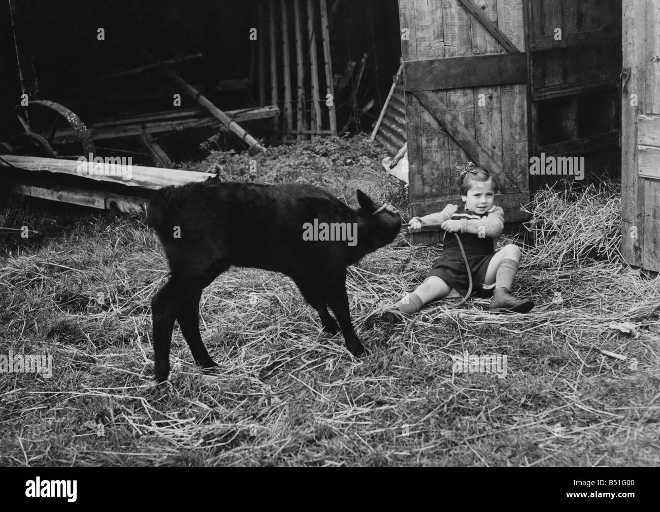 Bestiame Bovini. Il vitello in questa foto è stata scattata in una fattoria di Norfolk è una croce-incrociato. "Croce" è proprio la parola come poco Margaret Meneill scoperto quando ha tentato di spostare i suoi nuovi trimestri invernali. Novembre 1950 P000509 Foto Stock