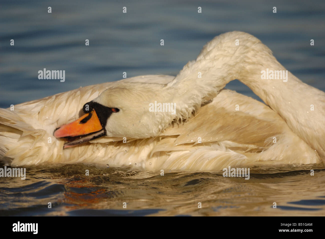 Cigno preening stesso nella luce calda del sole Foto Stock