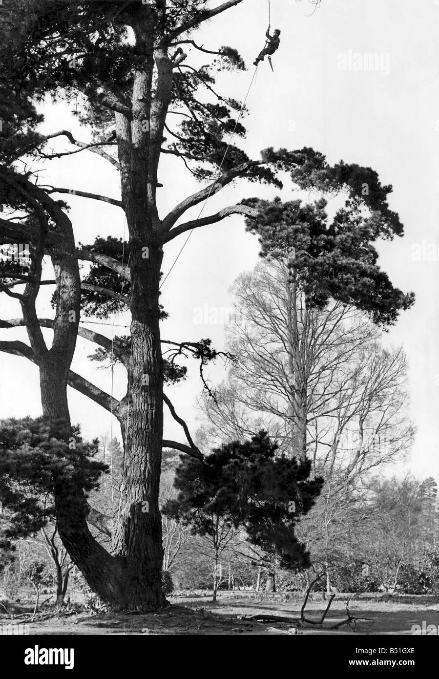 Tree chirurgo ;ben cordata per la sicurezza, Ian Rose prugne un vecchio pino. La struttura ad albero dei medici sono spesso chiamati alla riscossa per gatti da alberi. Aprile 1969 P000238; Foto Stock