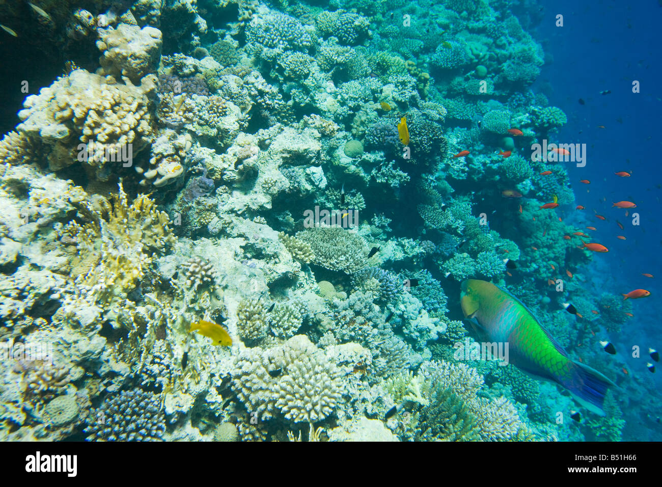 Coral reef nel buco blu off a Dahab nel Mar Rosso in Egitto Foto Stock