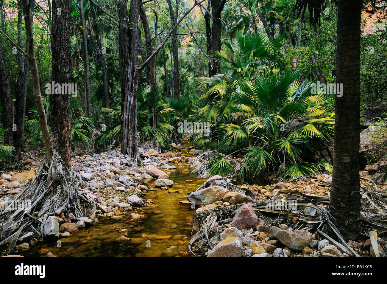 Livistona Palms, El Questro Gorge, Kimberley, Australia occidentale, Australia Foto Stock