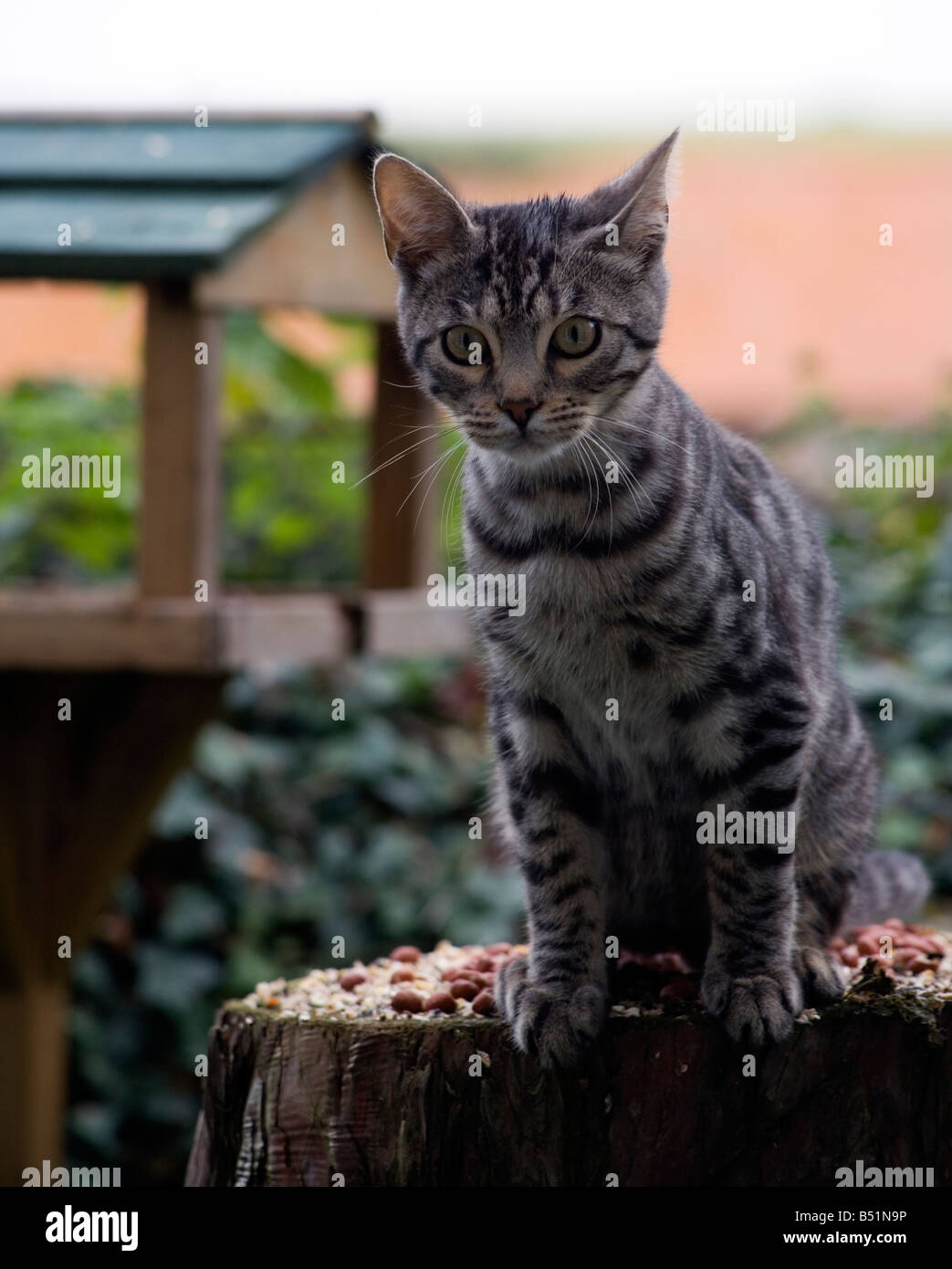 Pedigree Bengala gattino attende su una tabella di uccelli Foto Stock