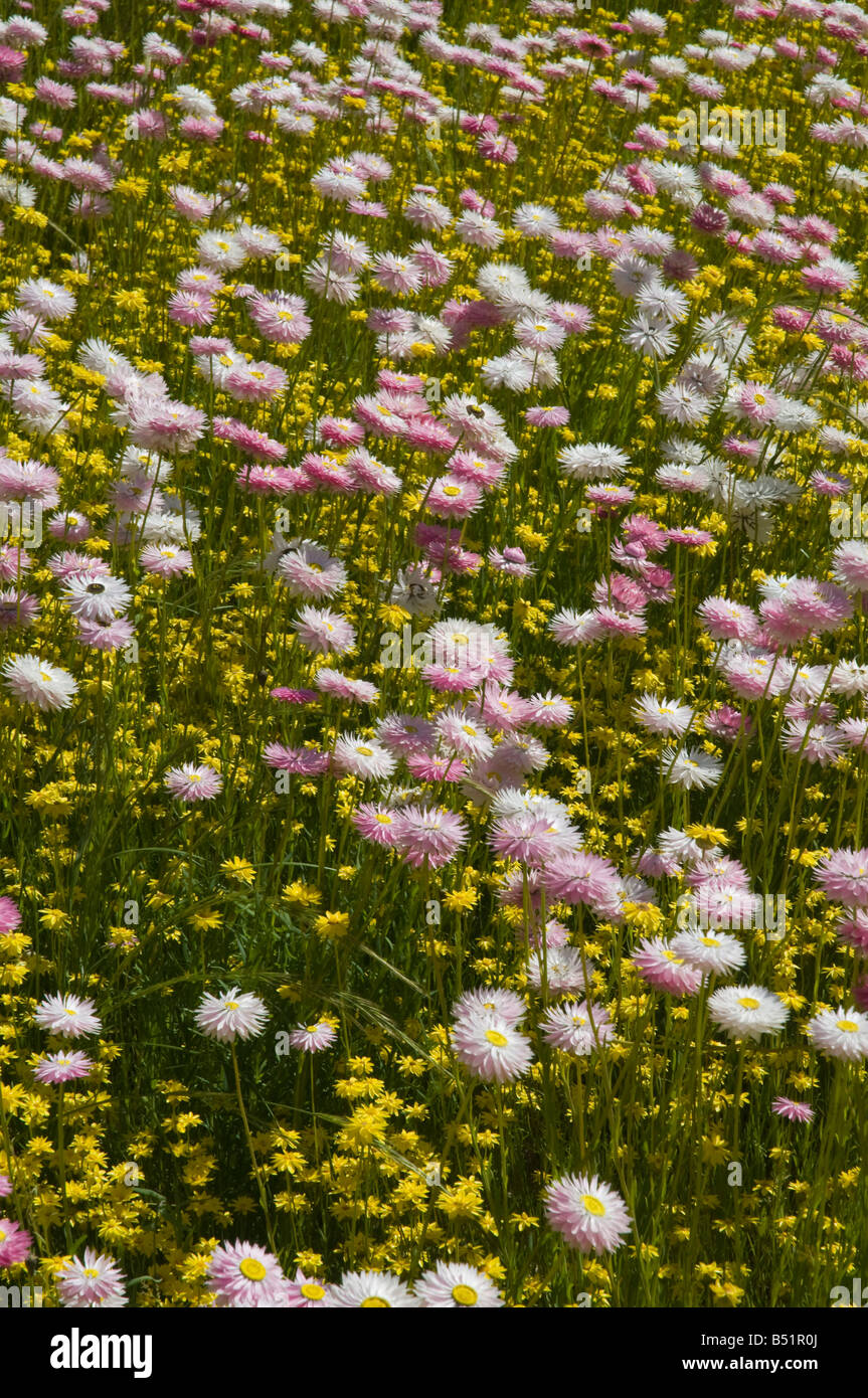 West Australian millefiori chlorecephala Radenthe Foto Stock West Australian millefiori chlorecephala Radenthe Foto Stock