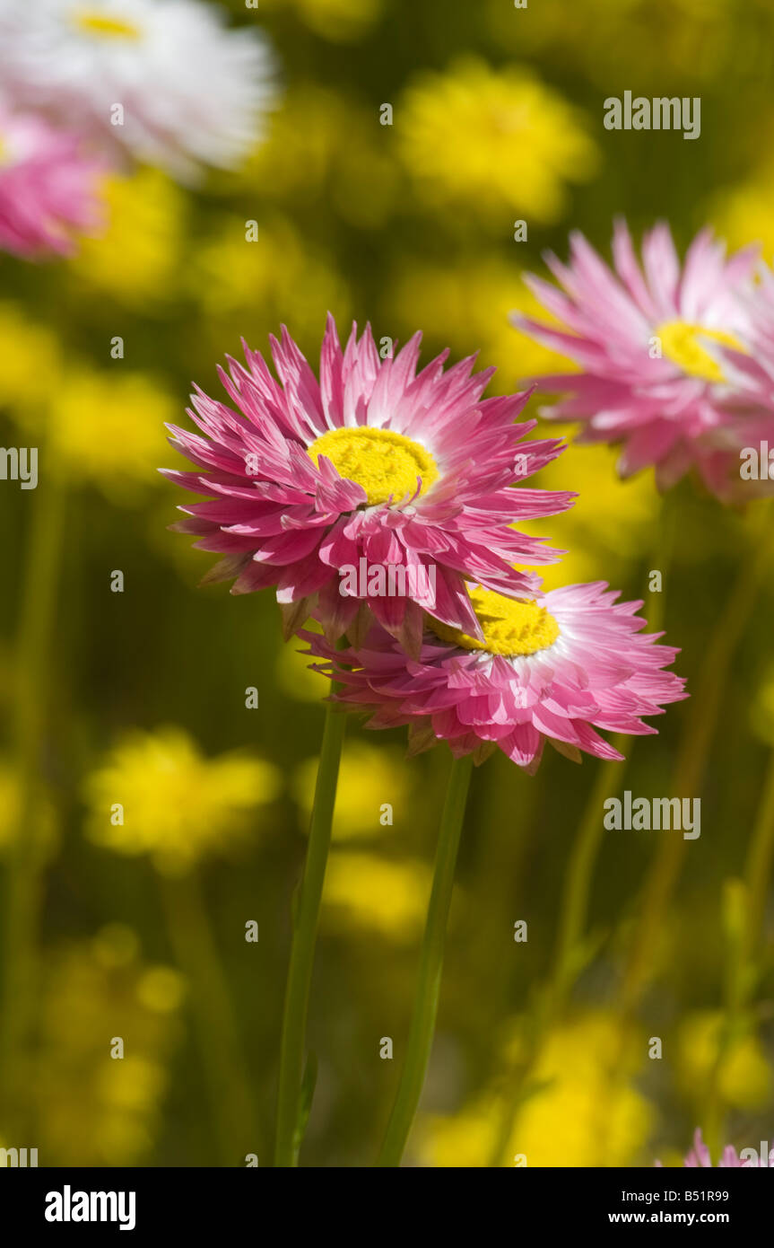 West Australian millefiori chlorecephala Radenthe Foto Stock