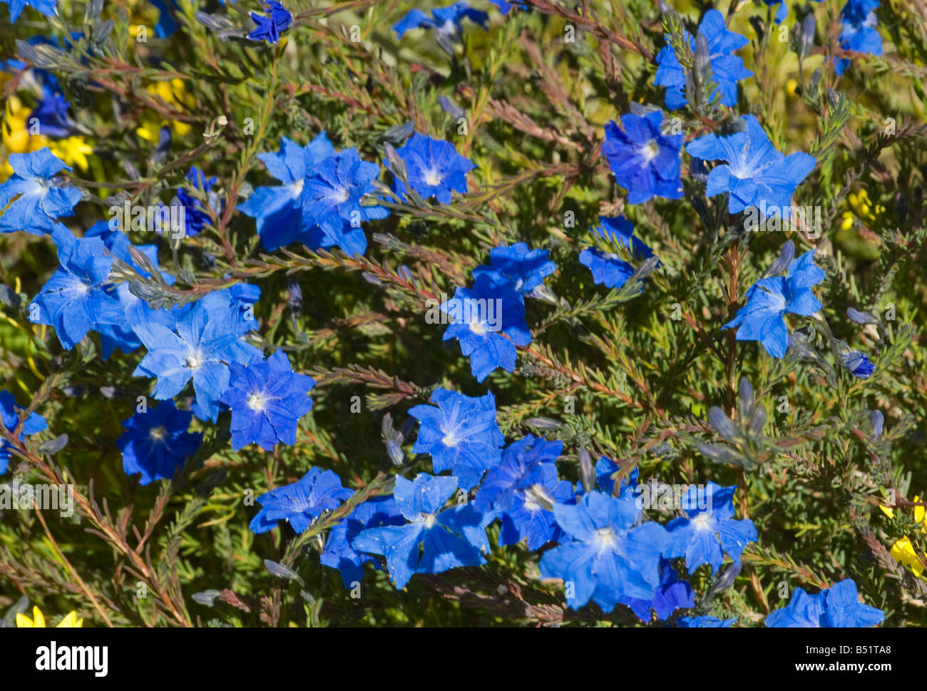 West Australian millefiori Laschenaultia blu Foto Stock West Australian millefiori Laschenaultia blu Foto Stock