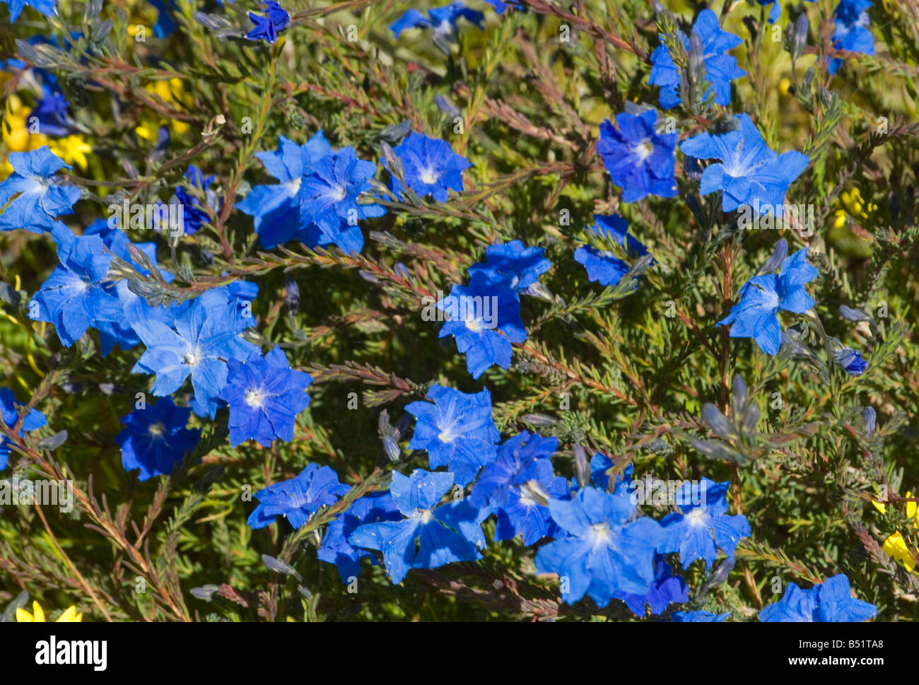 West Australian millefiori Laschenaultia blu Foto Stock