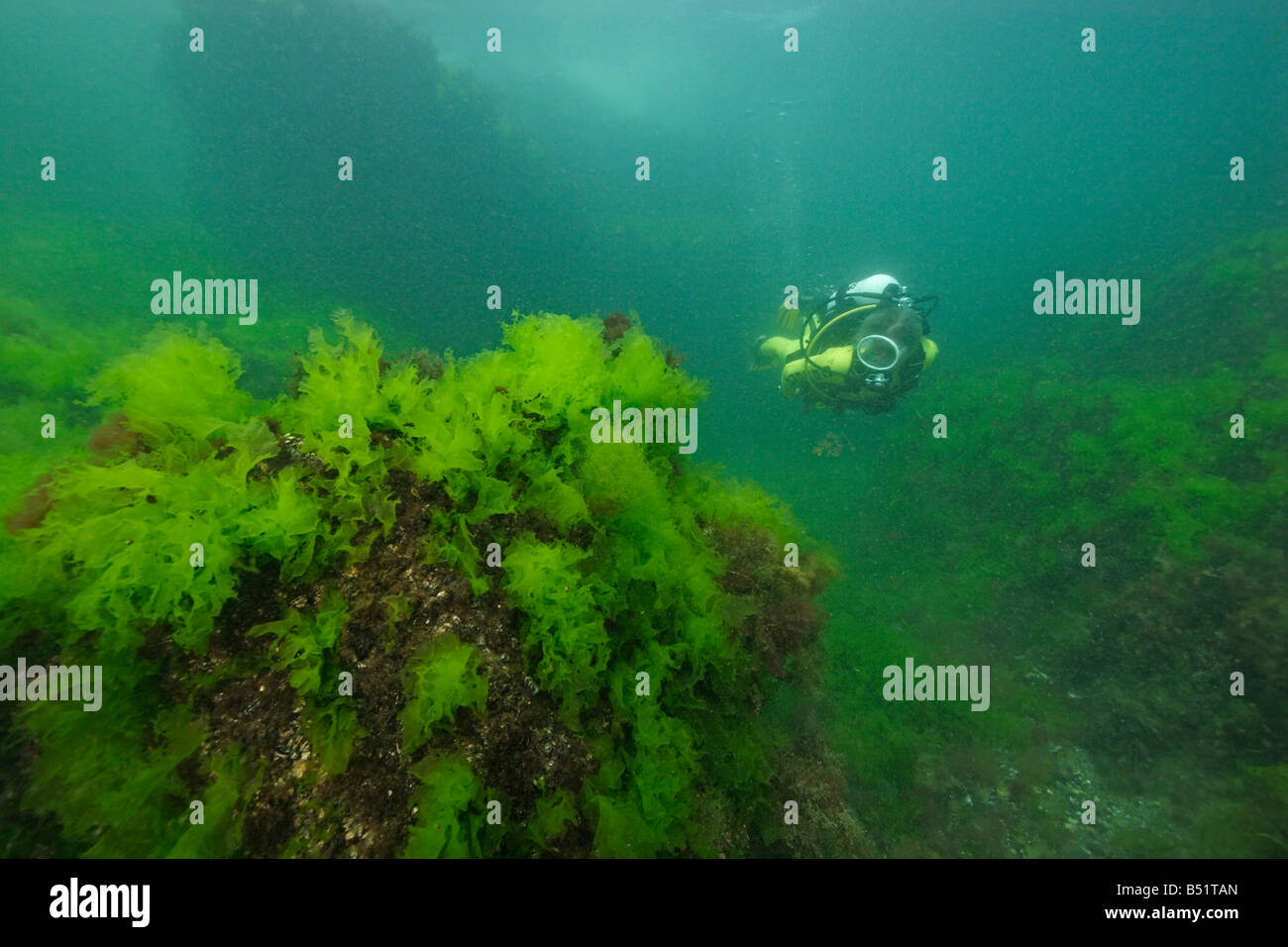 Ulva lactuca scuba diver al reef roccioso con alga verde Foto Stock