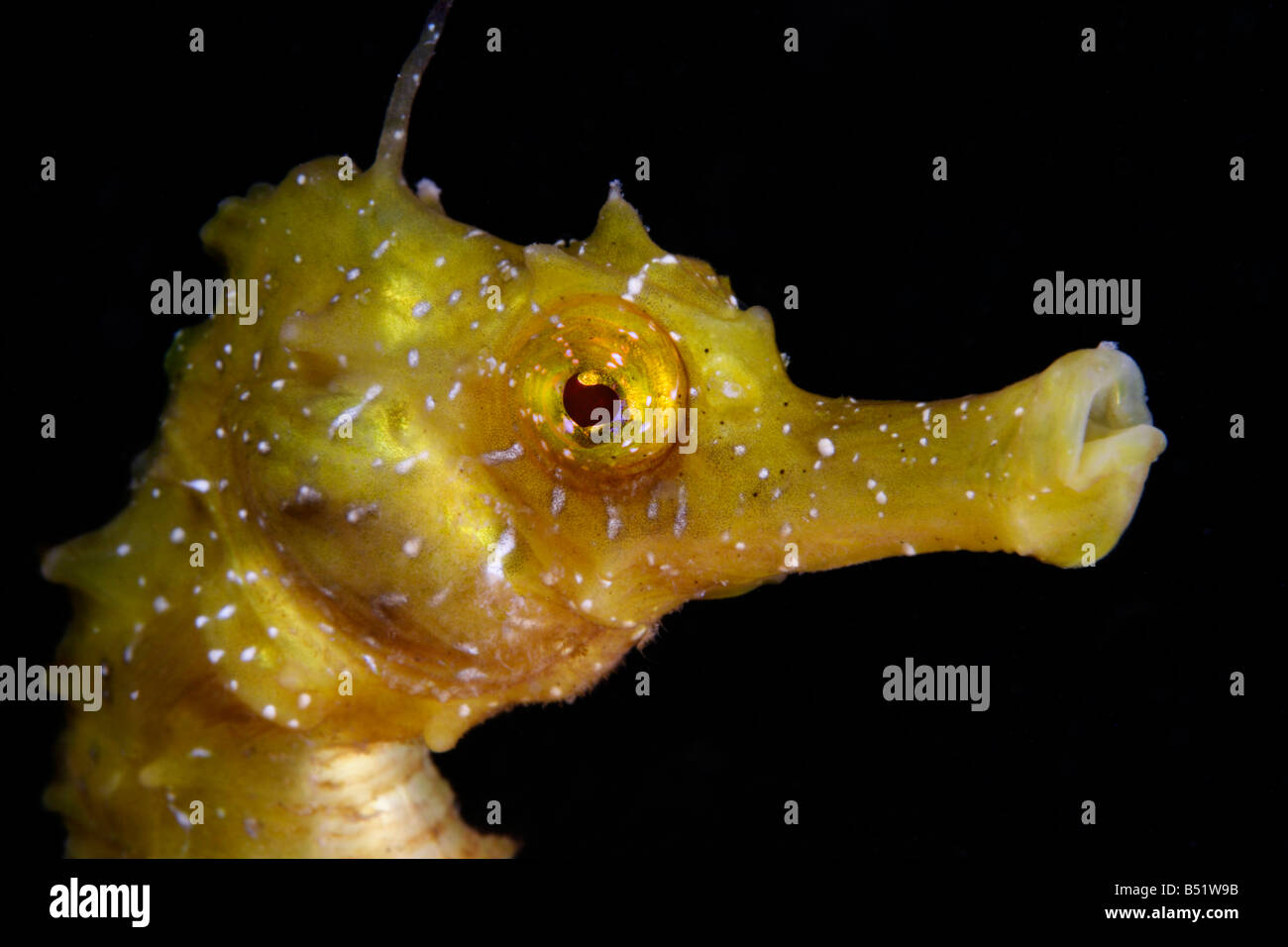 Hippocampus guttulatus e Hippocampus ramulosus, lunga snouted seahorse testa Foto Stock