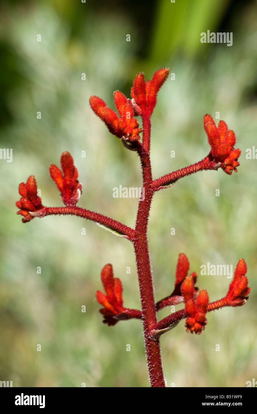Fiore selvatico dell'Australia Occidentale anigozanthus rufus Foto Stock