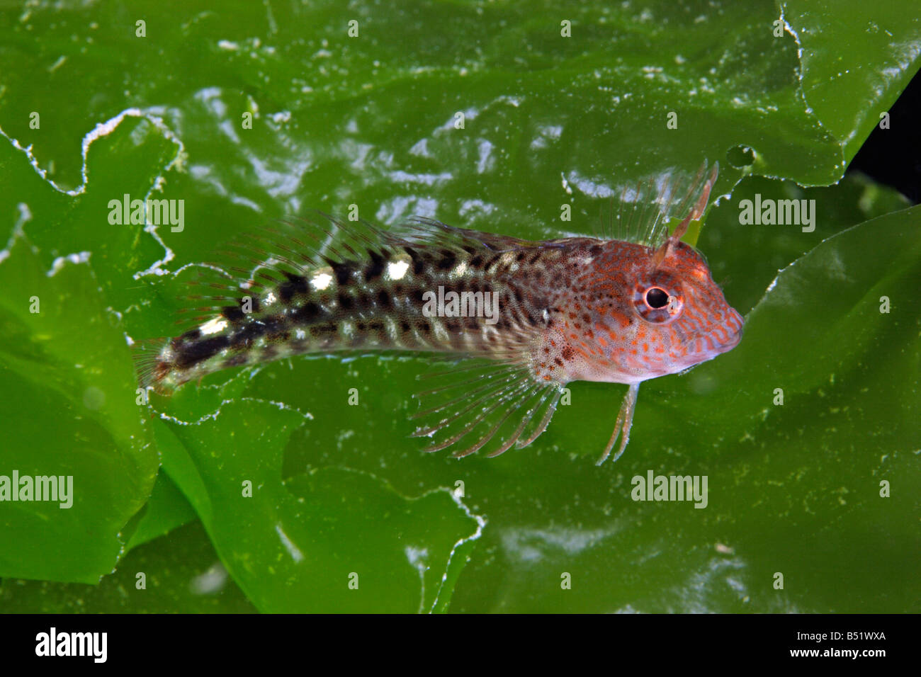 Parablennius zvonimiri Staghorn bavose Foto Stock