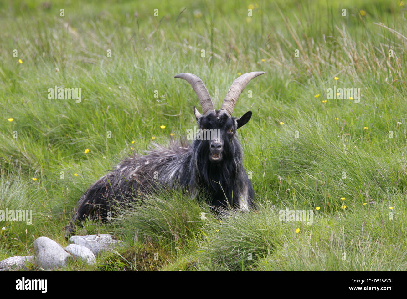 Capra selvatici singolo adulto giacente in erba presi giugno Findhorn Valley Scotland Regno Unito Foto Stock