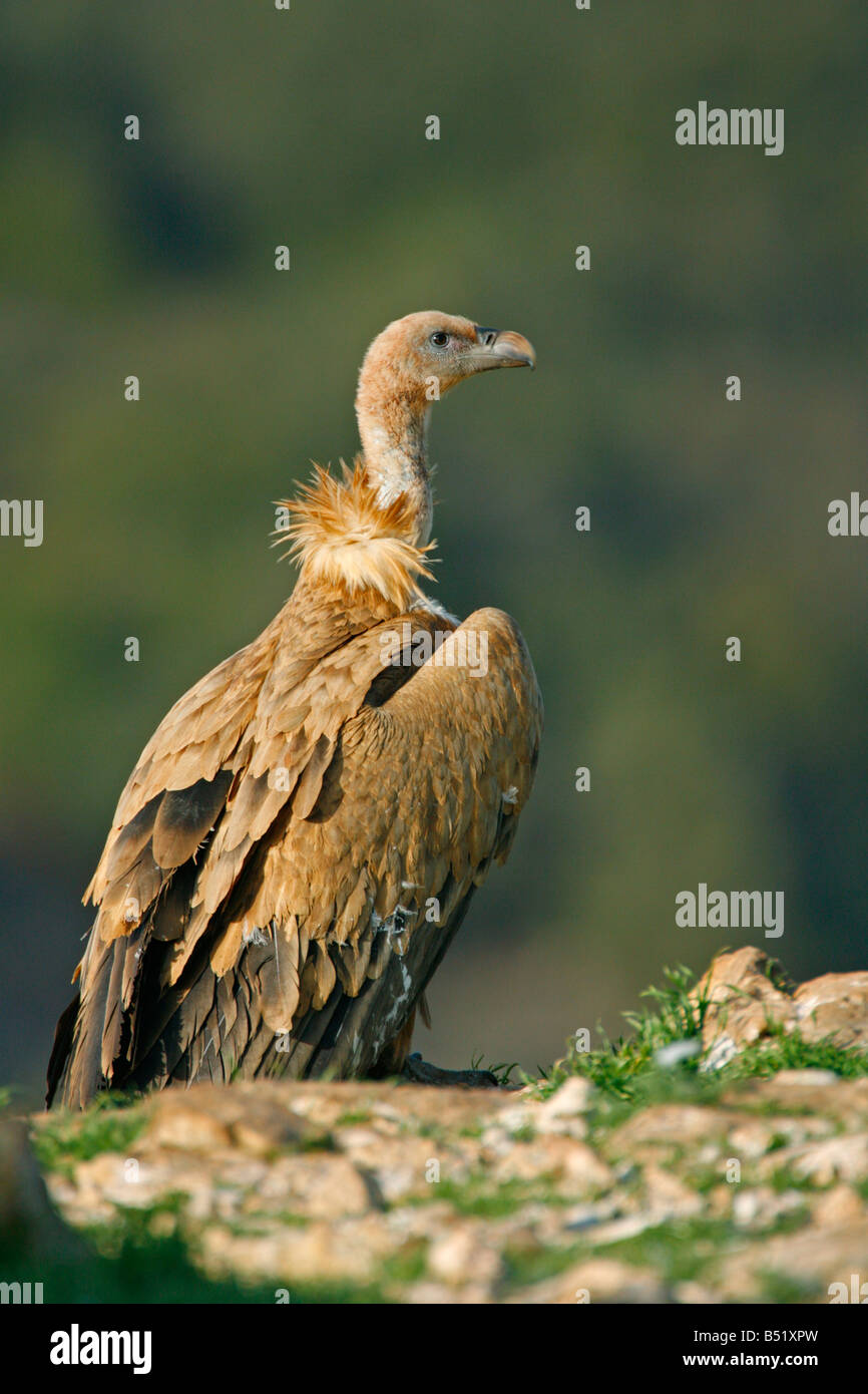 Grifone Gyps fulvus singolo arroccato sulla scogliera bordo preso marzo Segovia Spagna Foto Stock