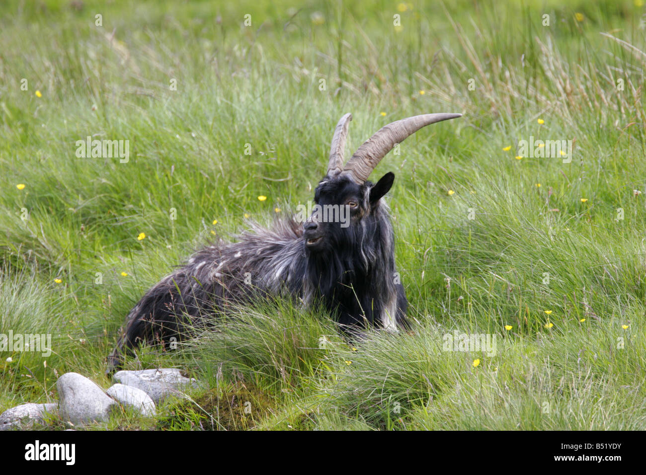 Capra selvatici singolo adulto giacente in erba presi giugno Findhorn Valley Scotland Regno Unito Foto Stock