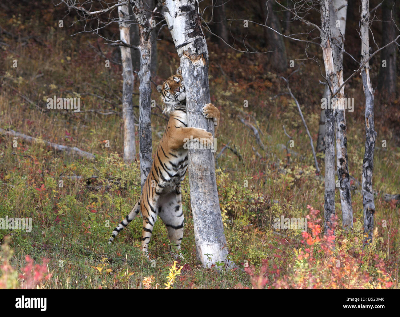 Tigre Siberiana, Panthera tigris altaica, profumo albero di marcatura Foto Stock