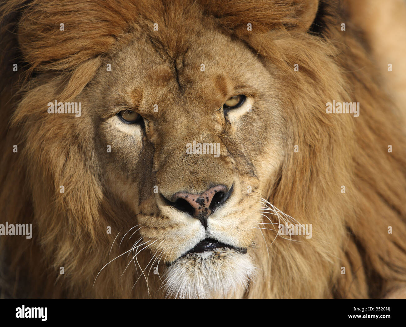 Lion, close up della testa Foto Stock