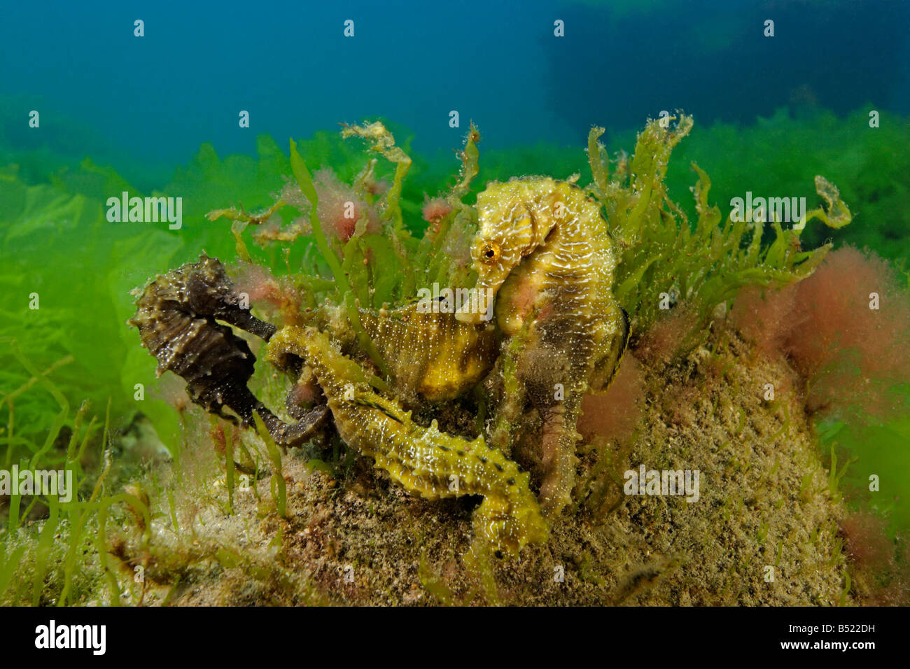 Hippocampus guttulatus Hippocampus ramulosus, lunga snouted seahorse, gruppo di quattro cavallucci marini Foto Stock