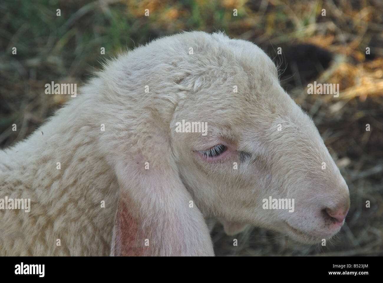 Un ritratto di un agnello Foto Stock