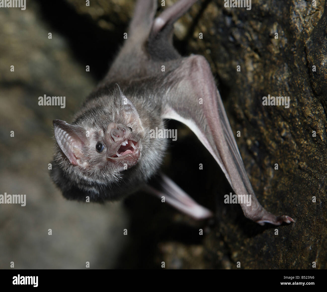 sagoma di pipistrello vampiro