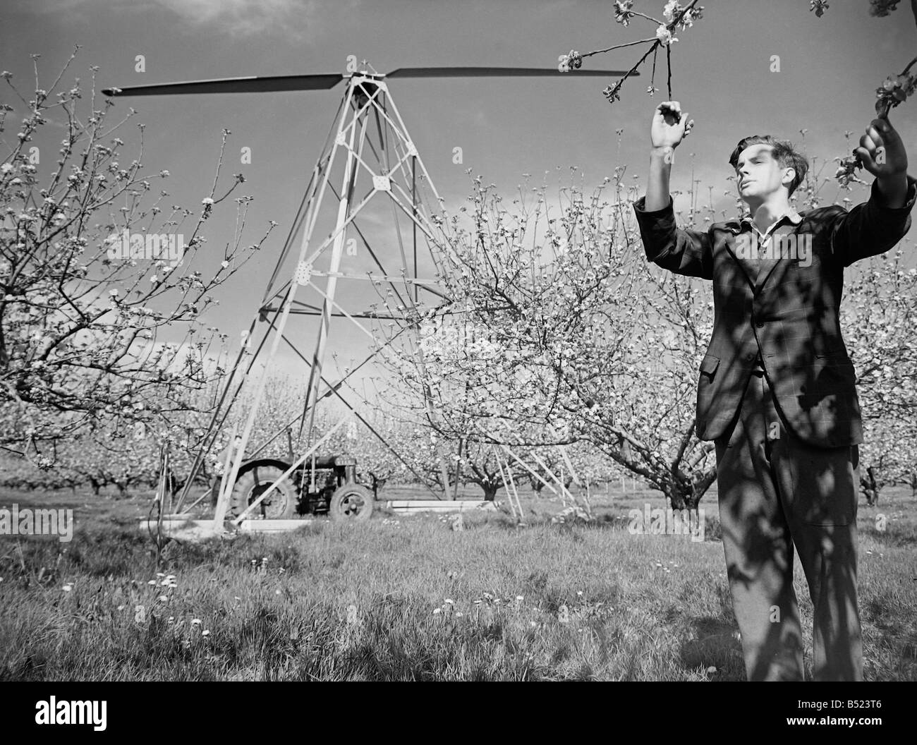 Grande fan per lottare contro il gelo in frutteti di mele a Bramley, Cambridgeshire. ;Robert Elbourn guarda per i segni di brina sul fiore. Foto Stock