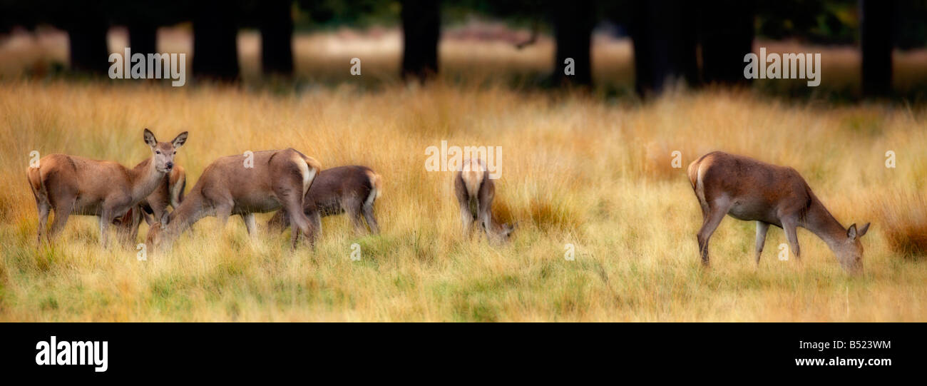 Gruppo di Red Deer Cervus Elaphus cerve alimentazione di Richmond Park London Foto Stock