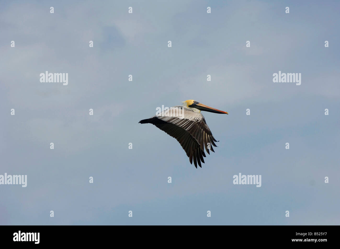 Brown Pelican facendo un fly-by Foto Stock