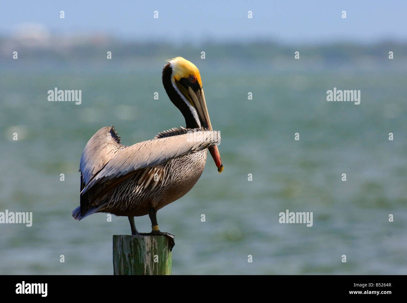 Brown Pelican seduto su un impilamento sull'Atlantico Foto Stock