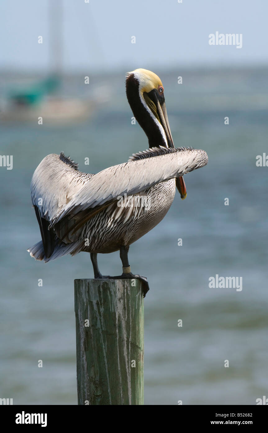 Brown Pelican seduto su un impilamento sull'Atlantico Foto Stock