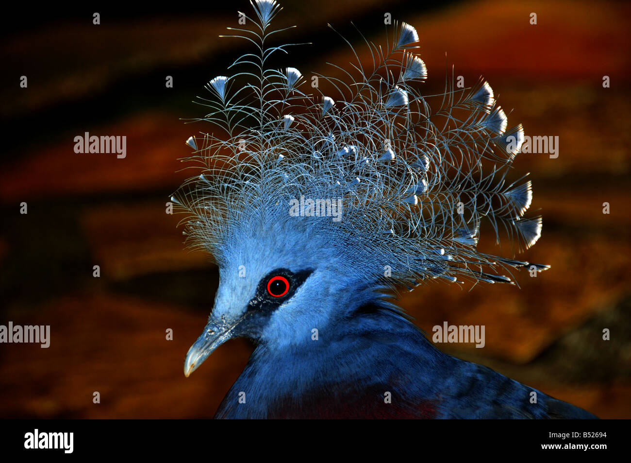 Testa di uccello tropicale con piumaggio blu cresta blu e occhi rossi Foto Stock
