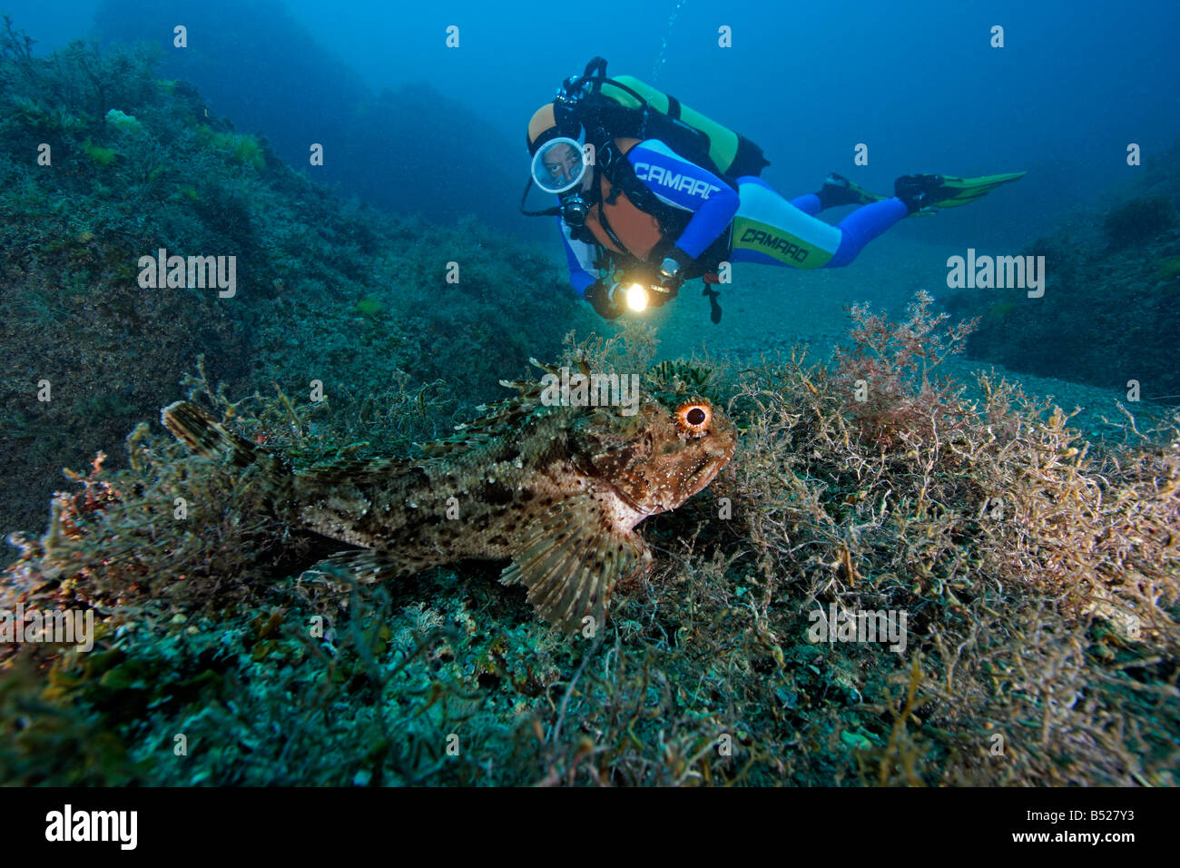 Scorpaena notata subacqueo con piccolo pesce rosso, penisola Crimea, Ucraina, Mar Nero Foto Stock
