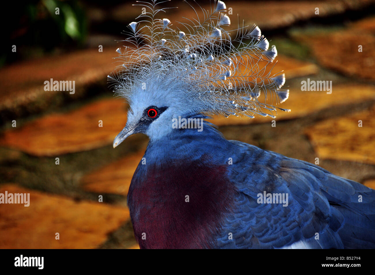Una strabiliante e uccelli esotici con piumaggio blu un occhio rosso e blu crest Foto Stock
