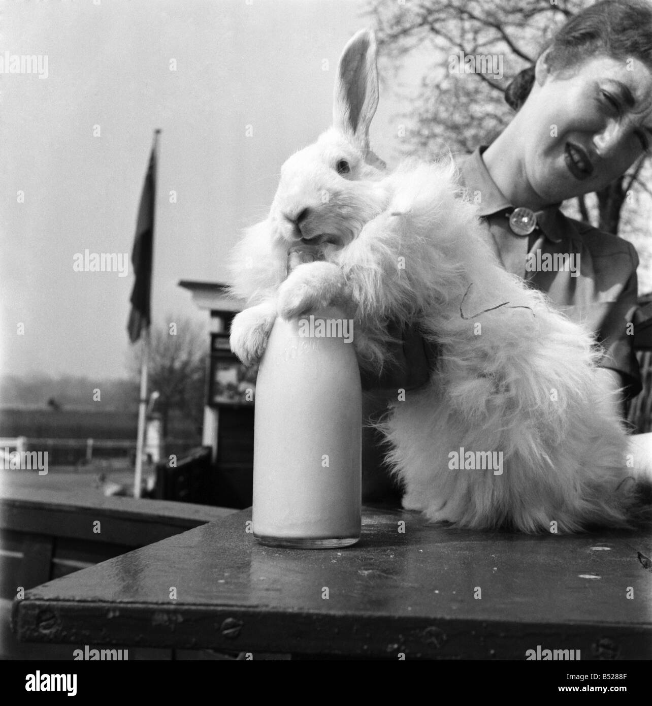 Egli vide una bottiglia di latte, è andato a indagare e scoperto che i gocciolamenti assaggiato buona, ha lavorato il suo modo fino alla sommità, dove il latte avviato, ed abbastanza sicuro ci era più con entrambe pasws appoggiata attorno al collo della bottiglia, egli se assaggiata ancora meglio. Egli è un coniglio angora in animali domestici angolo dello Zoo di Londra. Maggio 1953 D2173 Foto Stock