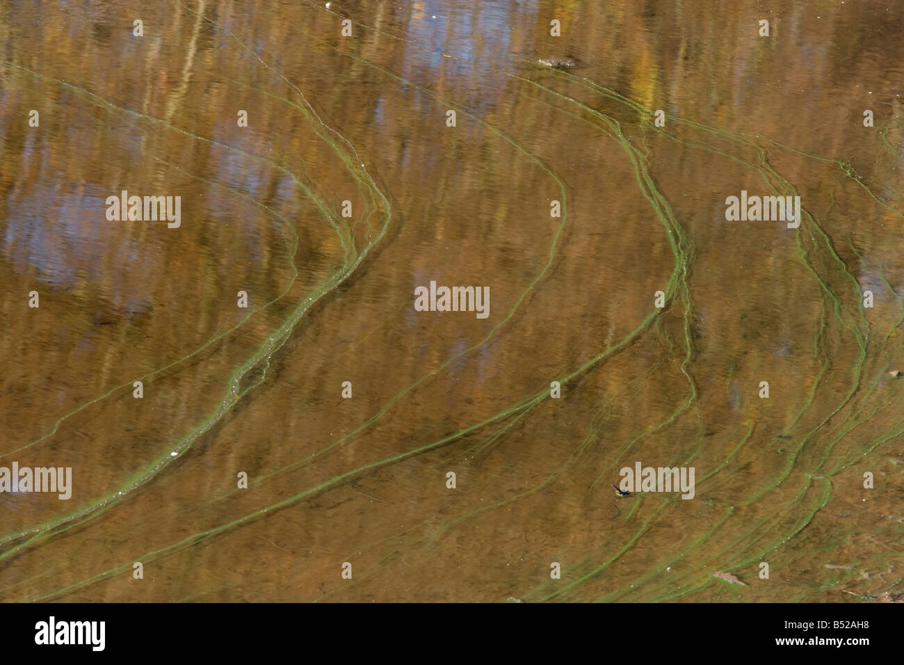 Alghe blu-verdi sulla superficie del serbatoio Anglezarke. Lancashire. Foto Stock