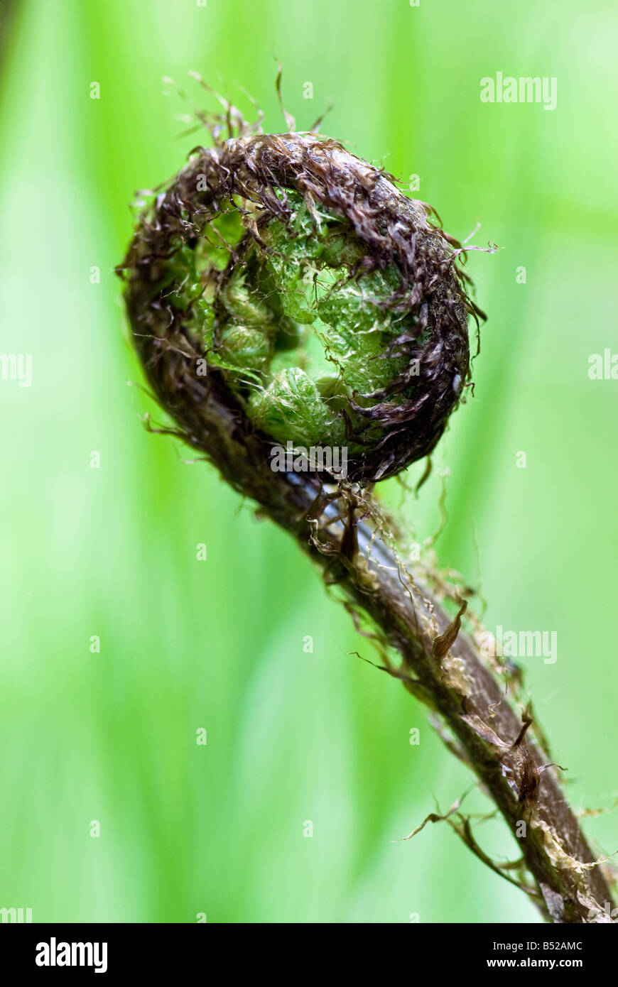 Un ritratto di una spirale singola fern frond contro una luce verde al di fuori della messa a fuoco lo sfondo Foto Stock