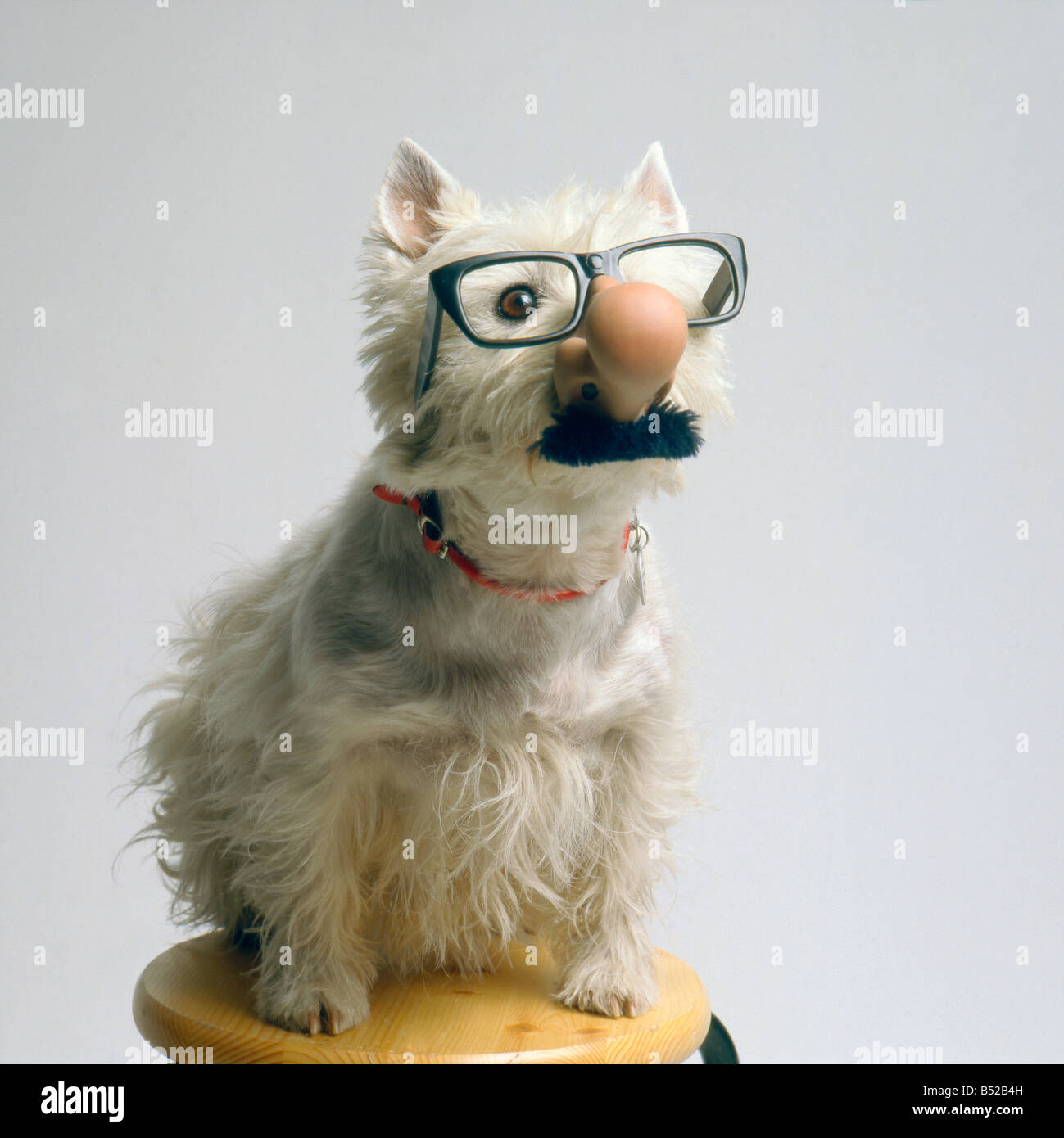 Cane con fun-maschera su seduto su uno sgabello Foto Stock