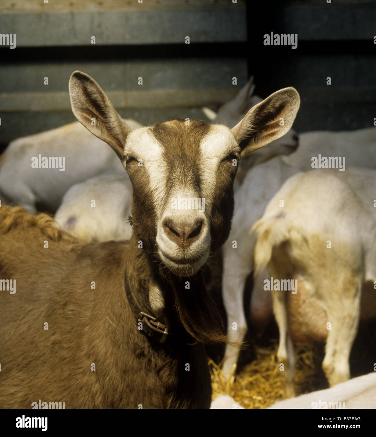 Toggenburg capra di mungitura in presenza di luce solare in paglia bedded aperto di lato house Somerset Foto Stock