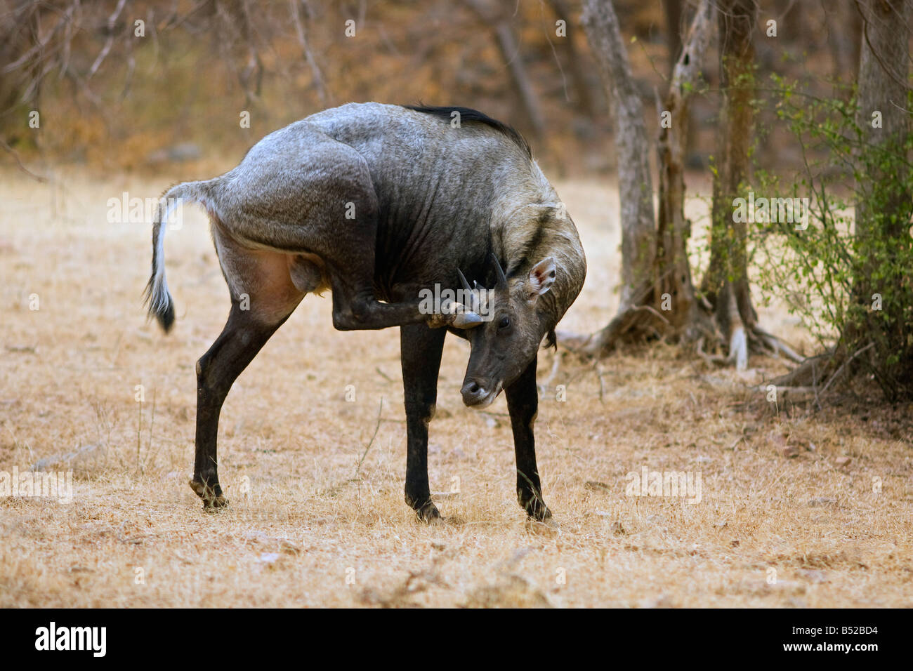 Antilope o Nilgai, (Boselaphus trogocamelus) Foto Stock