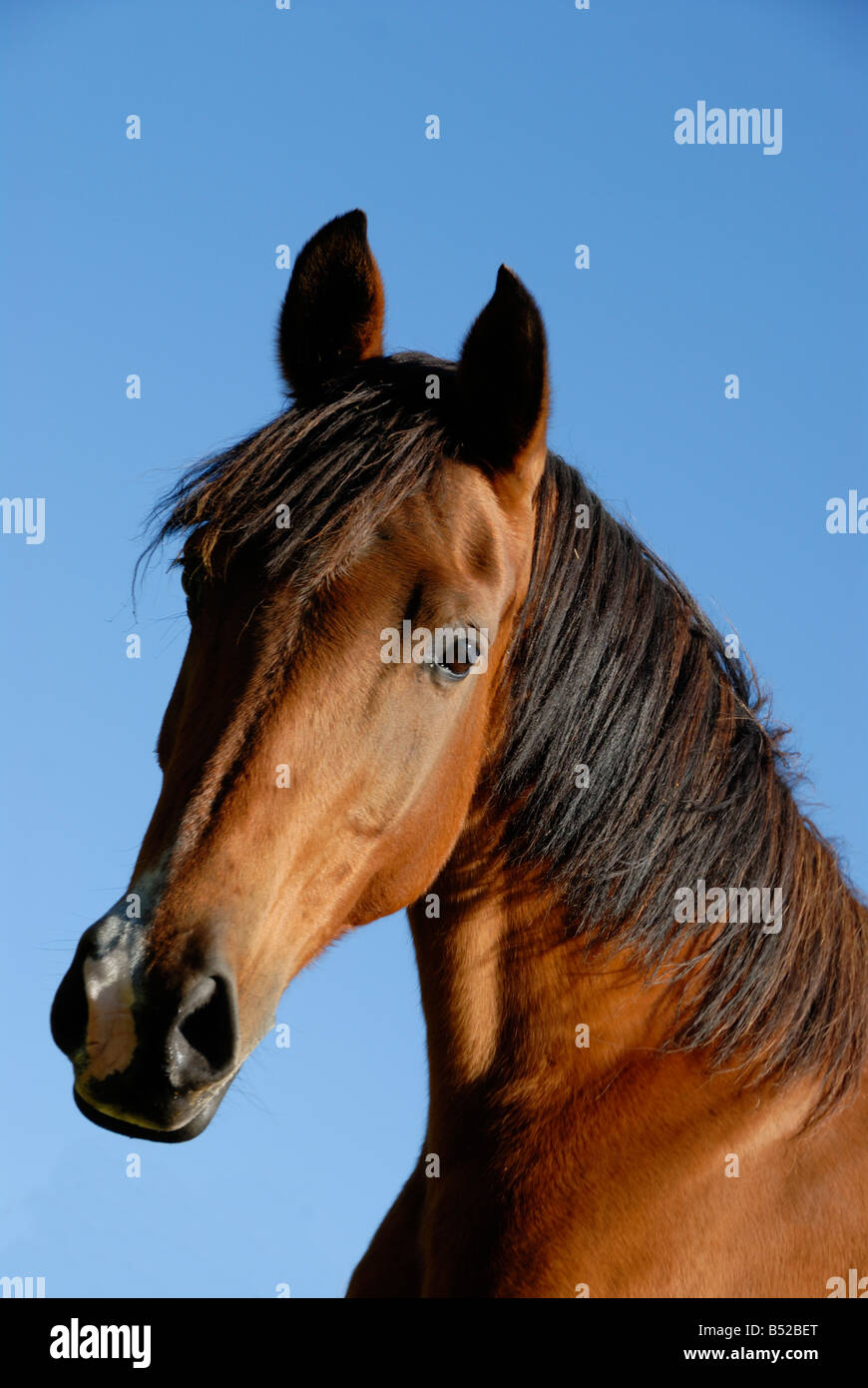 Stock Foto di un cavallo arabo l'immagine è stata presa nei confronti di un profondo cielo blu e fu preso nella regione Limousin Francia Foto Stock