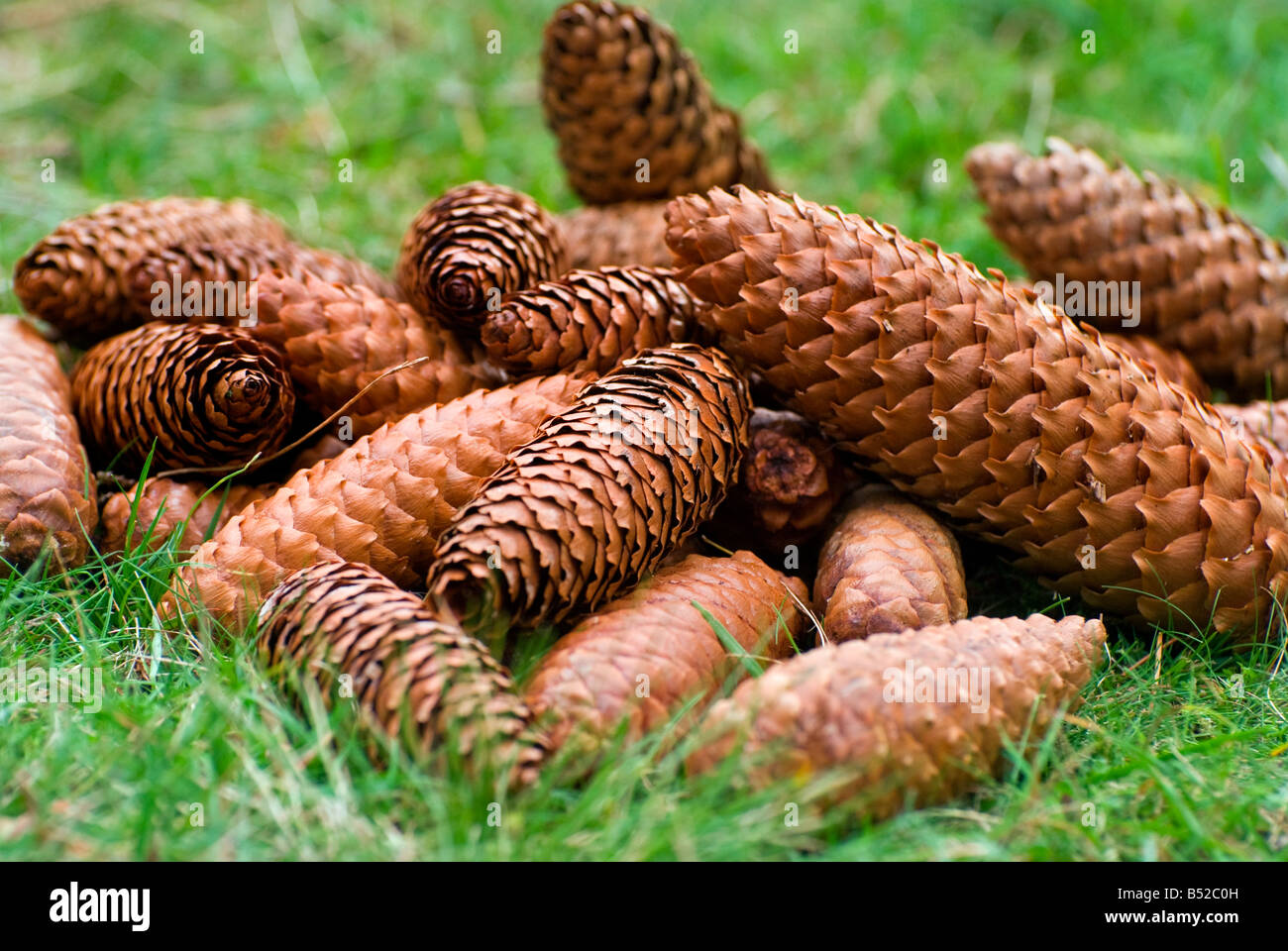 Un mucchio di coni fir sull'erba prese vicino a Dunkeld in Scozia Foto Stock
