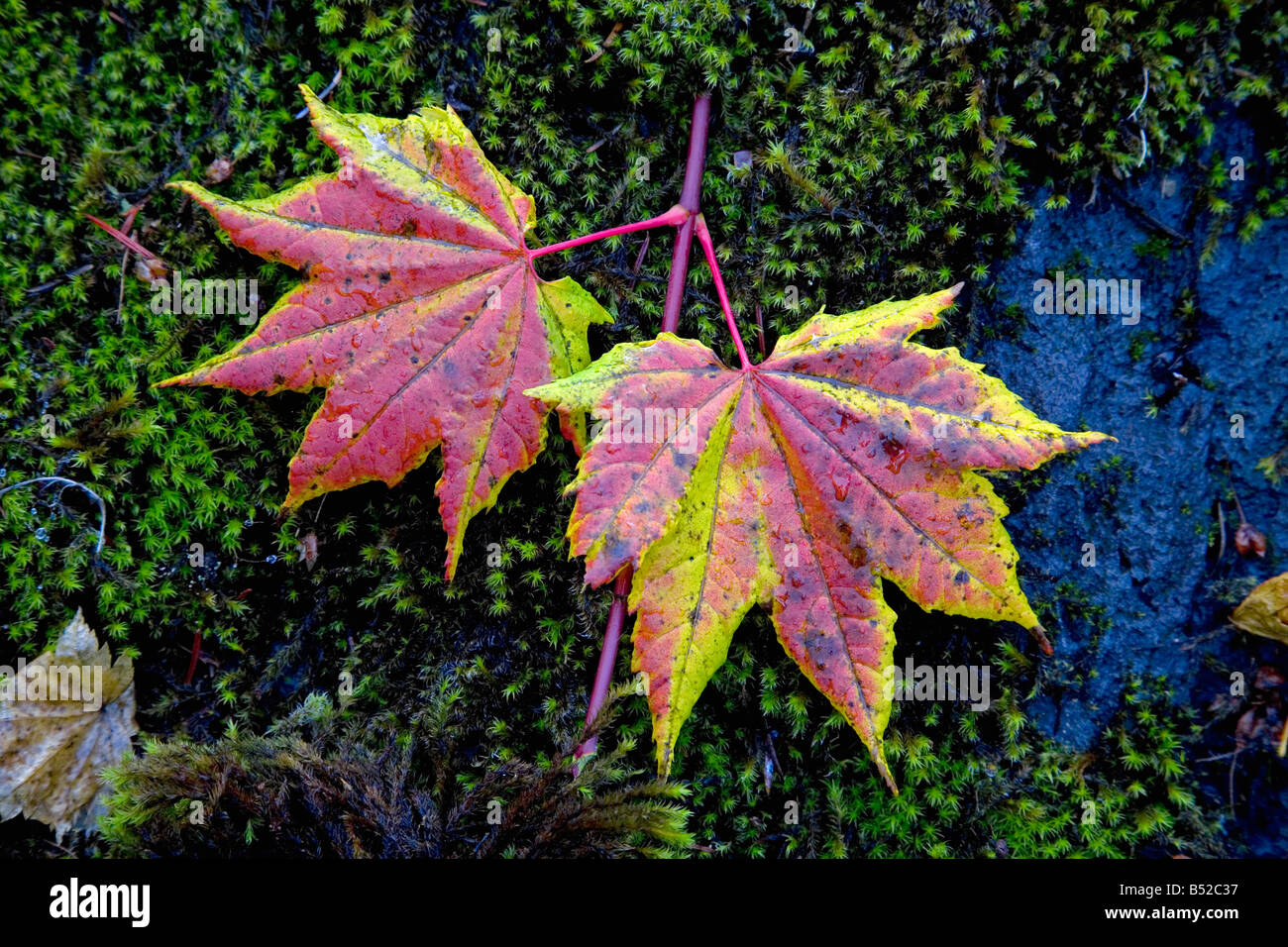 Vite foglie di acero in autunno nei pressi di Clear Lake in Oregon Cascades Foto Stock