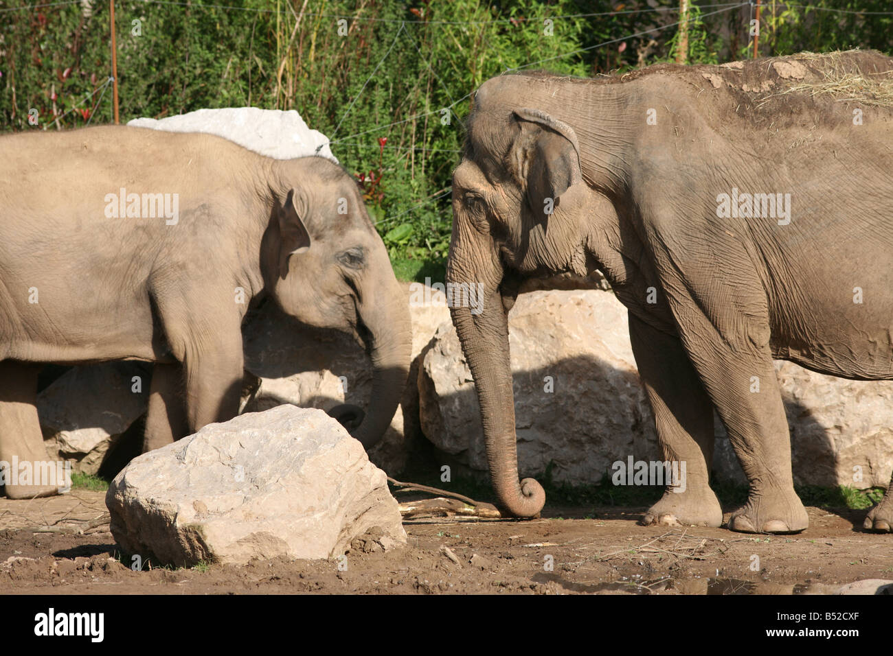 L'elefante indiano, Elephas maximus indicus Foto Stock