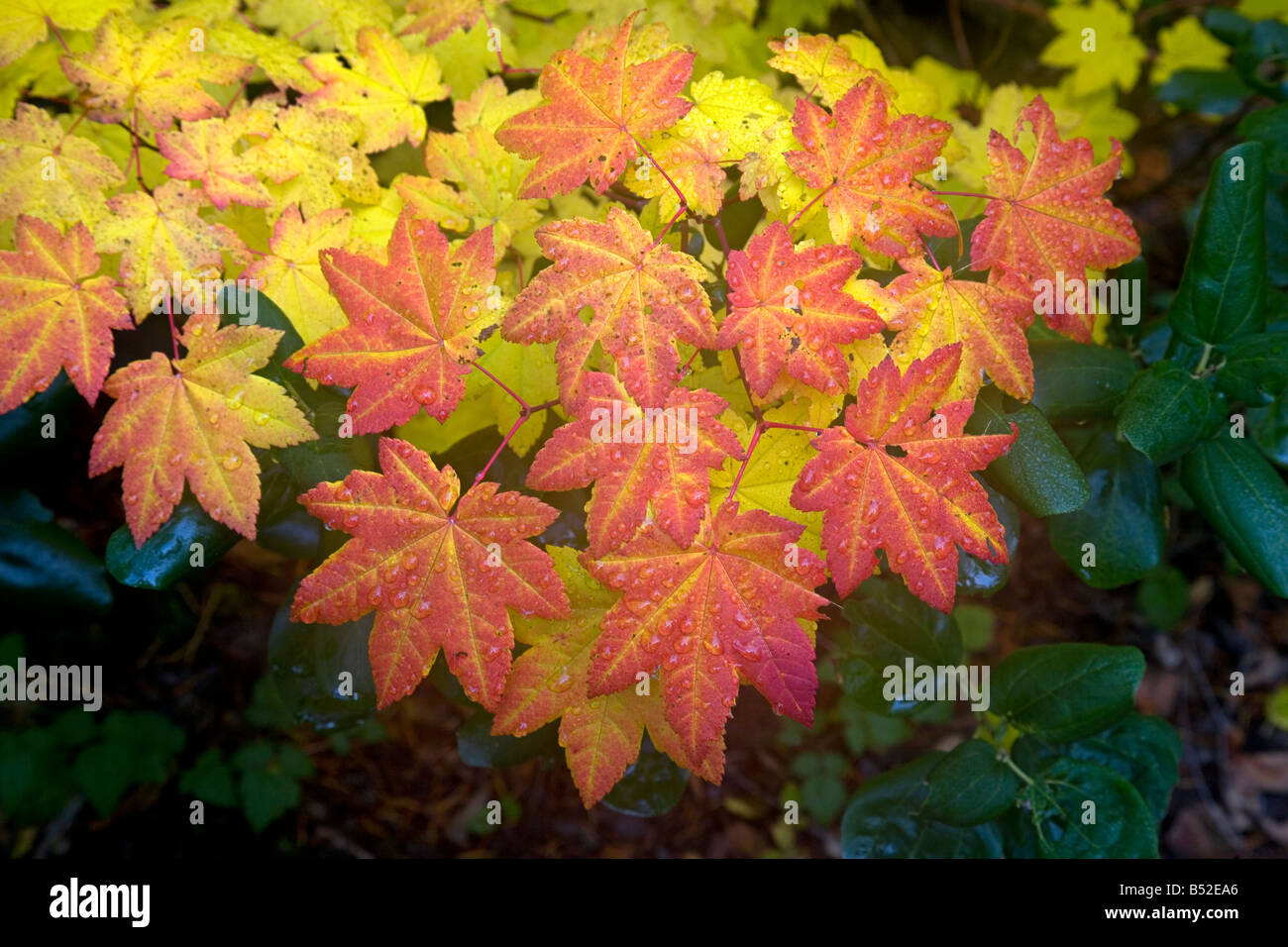 Vite foglie di acero modifica al giallo e rosso durante il colore di autunno cambiare a Clear Lake, Central Oregon Cascade Mountains. Foto Stock