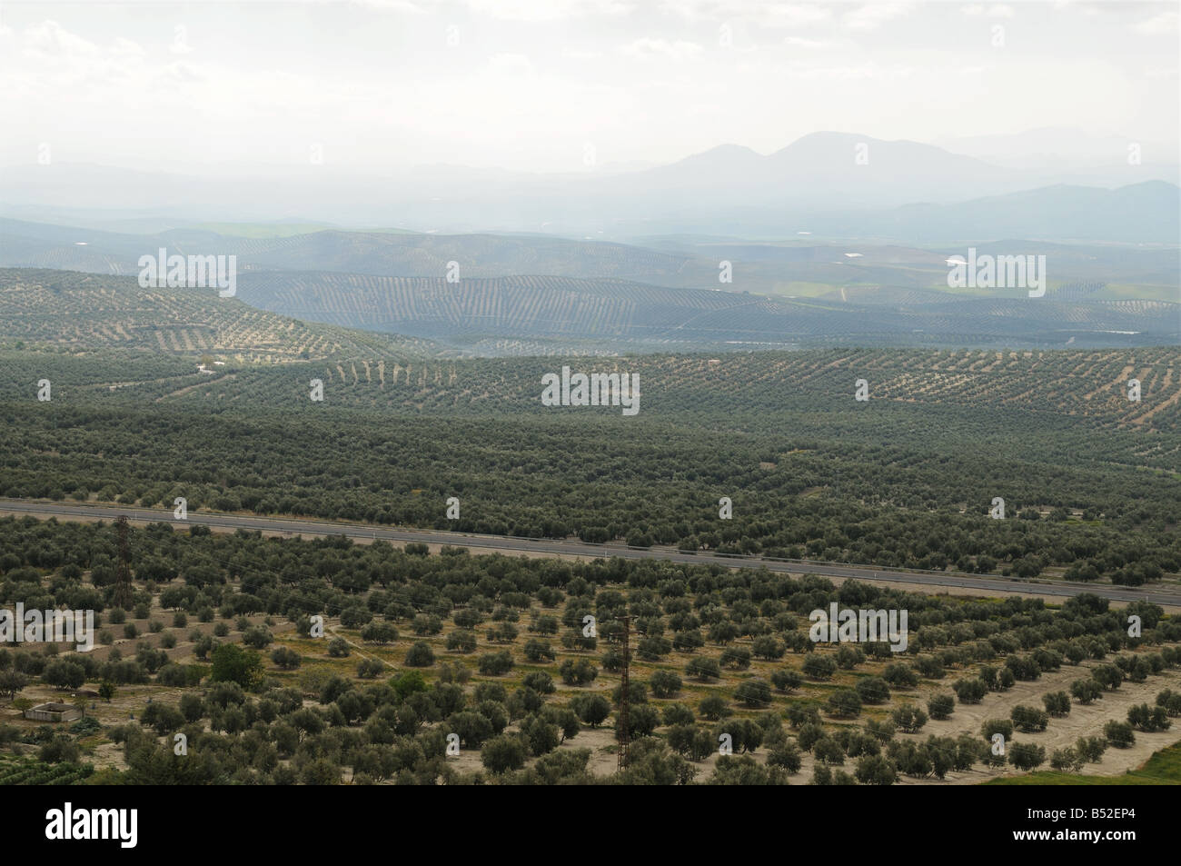 Righe di bussole di oliva visto dal punto di vista sul Paseo de Las Murallas Baeza Andalusia Spagna Foto Stock
