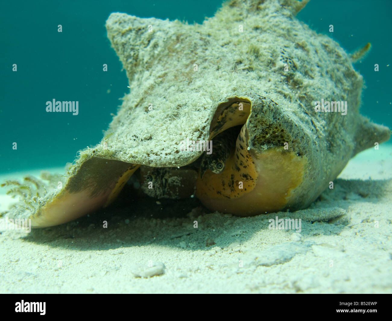 Un Queen Conch Shell siede sulla sabbia nel Exuma catena di isole delle Bahamas Foto Stock
