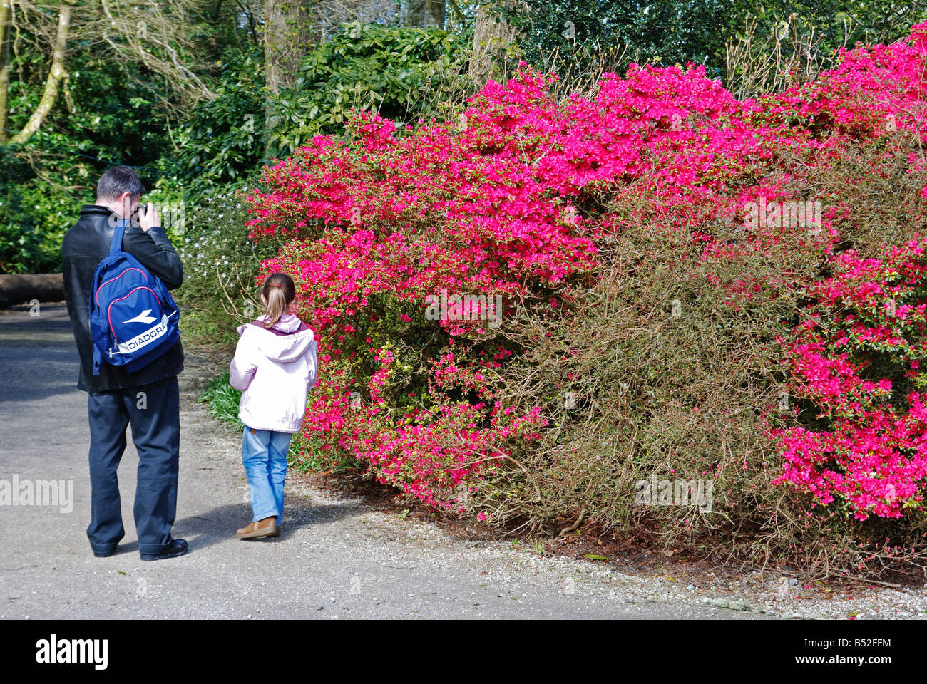 Un uomo di fotografare una macchia di azalea in giardini trevarno vicino a Helston in cornwall, Regno Unito Foto Stock