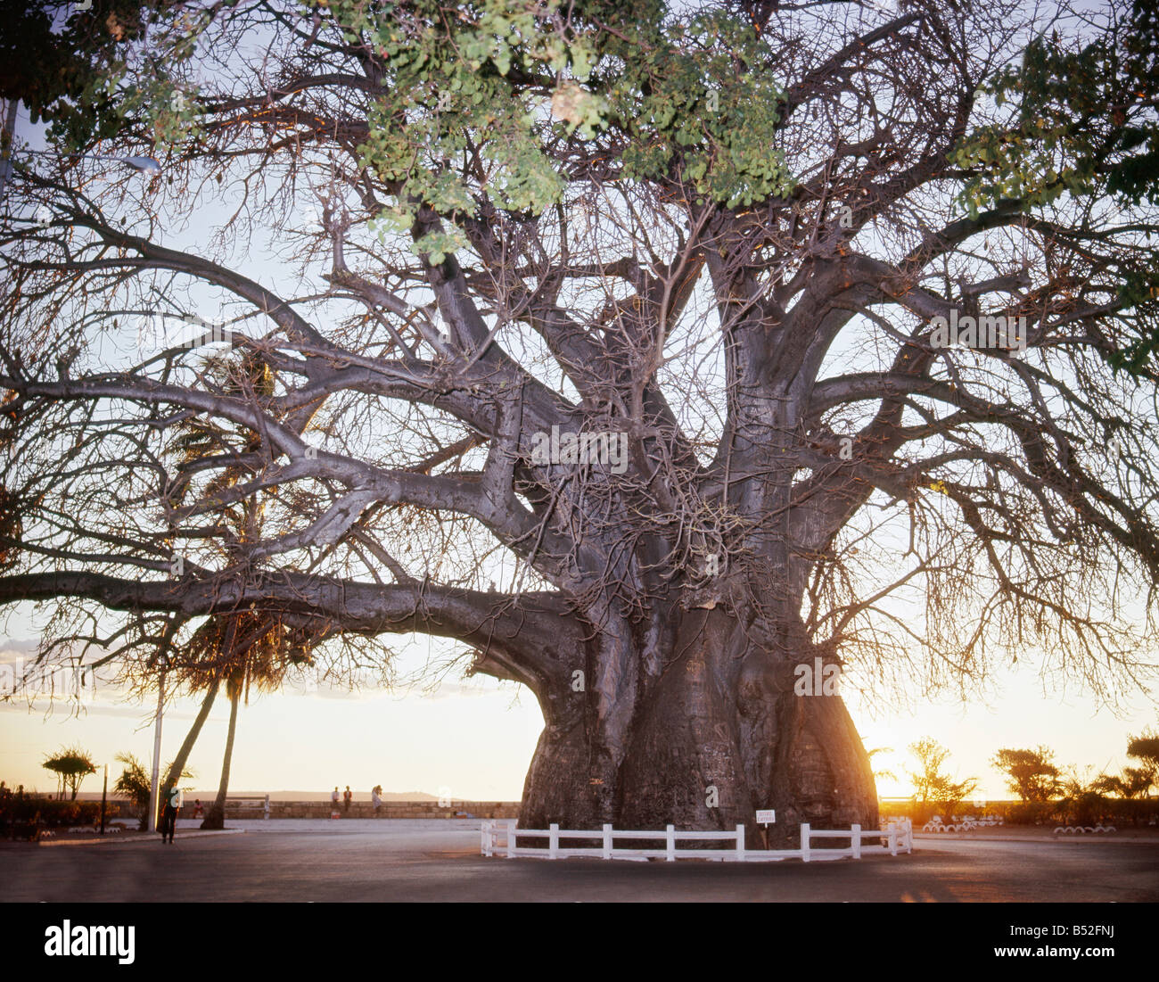Le baobab emblême de Majunga celèbre est par sa circonférence exeptionnelle de 21 70m à 1m du sol sa hauteur ne dépasse guère 10 Foto Stock